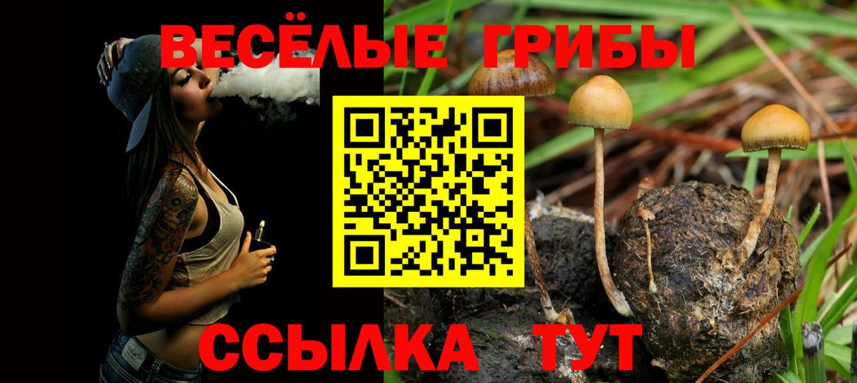 Сокол  Галлюциногенные грибы мицелий  Вход с VPN  Галлюциногенные грибы прущие грибы 